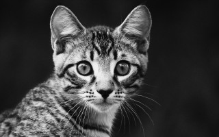 Black white cat blue eyes 5 - striped free wallpaper