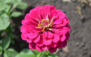Pink flower garden blurry bokeh - dirt and grass free wallpaper