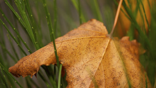 Leaf grass nature macro blurry - a leaf free wallpaper