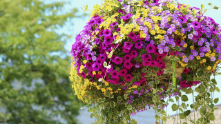 Hanging flowers park nature summer - still free wallpaper