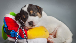 Puppy sleeping toy gray background - a gray background free wallpaper