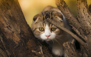 Cat peeking branch blurry background - a blurry background of leaves free wallpaper