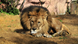 Lion dirt enclosure rock wall - a lion free wallpaper