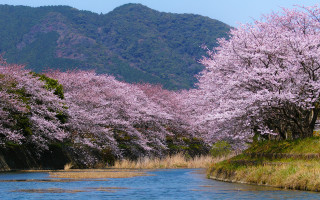 River pink flowers mountain blooming - a few pink flower free wallpaper
