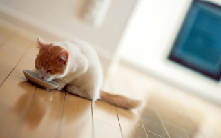 Cat eating bowl floor photorealistic - a bowl free wallpaper