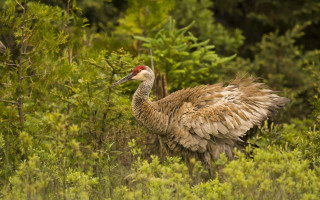 Red headed bird wings spread - a large bird free wallpaper