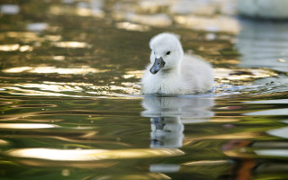 White duck lake forest impressionist - top of a lake next free wallpaper