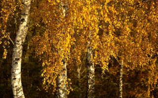 Fall trees bench autumn leaves - the fall season free wallpaper