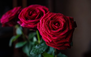 Red roses water droplets macro - red rose free wallpaper
