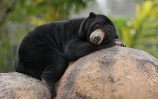 Black bear rock forest nature - a black bear free wallpaper