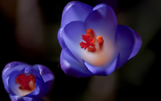 Flower closeup red center macro - a red center free wallpaper