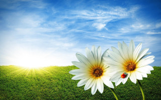 White flower bug field sunshine - the sun shining behind them free wallpaper