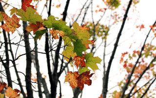 Autumn tree leaves pumpkin window - lot of leaves free wallpaper