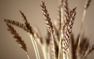 Plant stems blurry sunset macro - heavy free wallpaper
