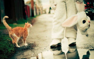 Bunny costumed cat whimsical storybook - beatrix potter free wallpaper