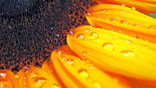 Sunflower water droplets blue background 2 - a sunflower free wallpaper