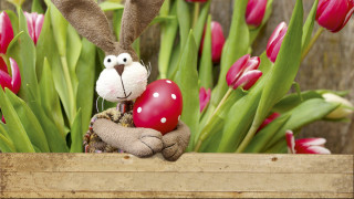 Stuffed rabbit red heart wooden - a wooden fence free wallpaper