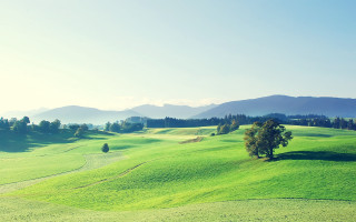 Green field lone tree mountains 2 - a green field free wallpaper