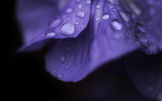 Purple flower water droplets macro 20 - a purple flower free wallpaper