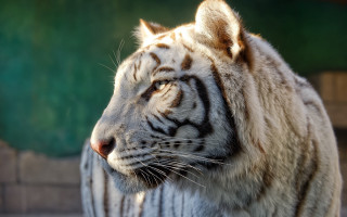 White tiger green background blurry - a black stripe free wallpaper