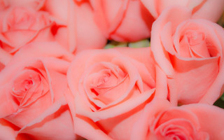 Pink roses closeup macro flower - pink rose free wallpaper