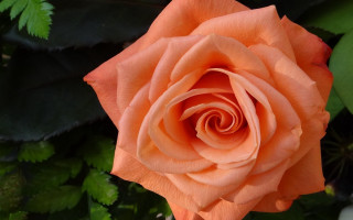 Orange rose leaves plant macro - single free wallpaper