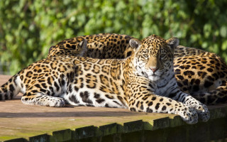 Leopard jaguar serval tiger camouflage - a jigsaw puzzle free wallpaper for desktop