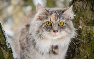 Cat snowy tree impressionism puzzle - a tree in the snow free wallpaper