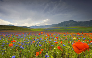 Flower field mountains cloudy sky - impressionist free wallpaper