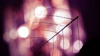 Leaf moonlight city fence holography - a leaf free wallpaper