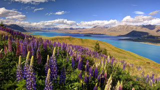 Purple flower lake mountains sky - a lake free wallpaper for desktop