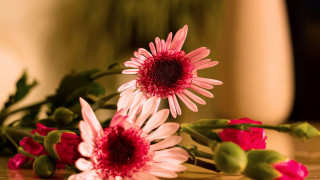 Flowers table center red spiderlily - a table together free wallpaper