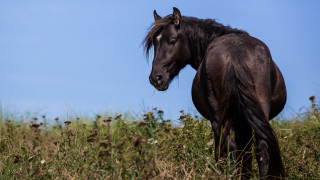 Horse field tallgrass flowers blue - a few cloud free wallpaper