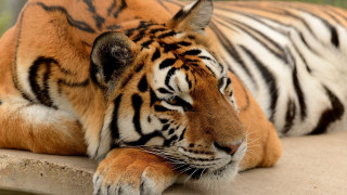 Tiger resting by pool carlos - a tiger free wallpaper