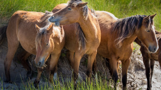 Horses field grass dirt nature - a field of grass and dirt free wallpaper