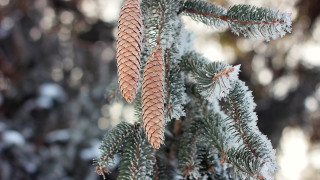 Pine snow needles macro bokeh - a close up of a pine tree free wallpaper