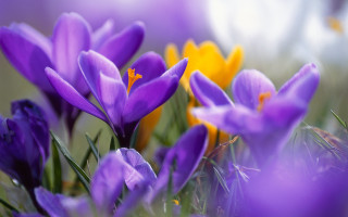 Purple flowers grass yellow background - anne rigney free wallpaper