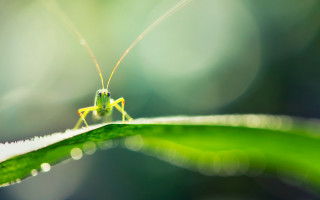 Grasshopper leaf water droplets macro - a leaf free wallpaper