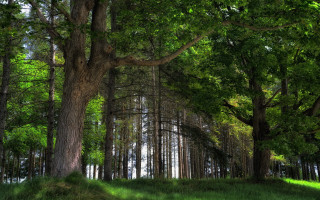 Forest trees grass hill park - tree and grass free wallpaper