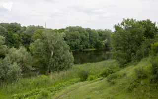 River forest greenery cloudy day - cloudy free wallpaper