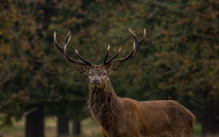 Deer antlers field trees grass - the background and grass free wallpaper