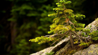 Small tree rock woods moss - a small tree free wallpaper