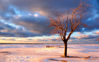 Lone tree snowy field bench - dramatic free wallpaper