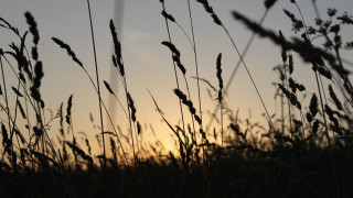 Sunset tallgrass forest silhouette macro - a few cloud free wallpaper for desktop