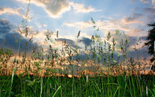 Sunny field tree horizon ruins - the background and a tree in the foreground free wallpaper