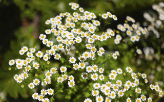 White flowers yellow centers macro 4 - green grass free wallpaper