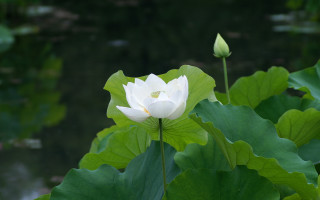 White flower blooming pond lilies - a pond of water lilies free wallpaper