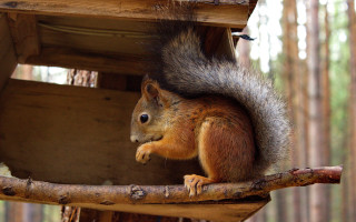 Squirrel eating nut tree branch - a nut free wallpaper