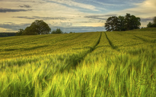 Green grass trees cloudy sky - heavy free wallpaper