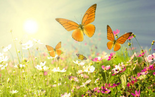 Flower field butterflies sunlight nature - a group of butterflies free wallpaper